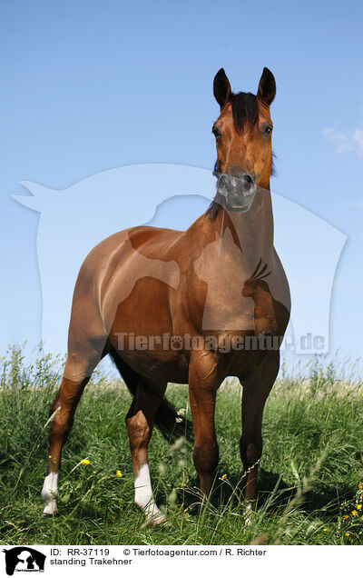 stehender Trakehner / standing Trakehner / RR-37119