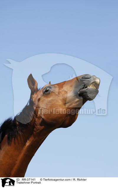 Trakehner Portrait / RR-37141