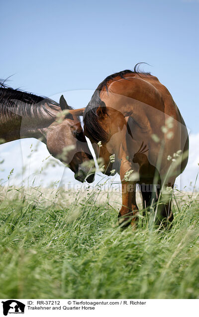 Trakehner und Quarter Horse / Trakehner and Quarter Horse / RR-37212