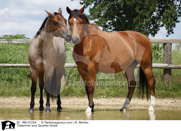 Trakehner und Quarter Horse / Trakehner and Quarter Horse / RR-37254