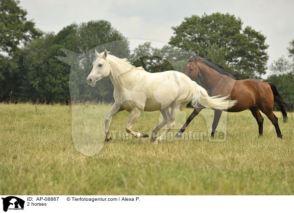 2 horses / AP-08867