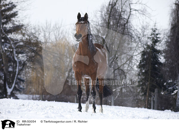 Trakehner / RR-50054