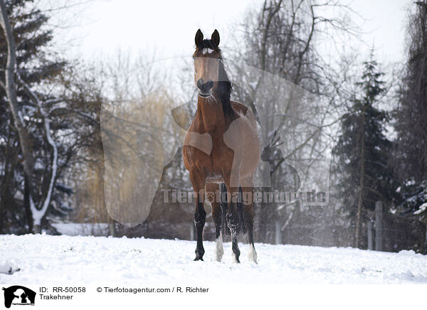 Trakehner / RR-50058