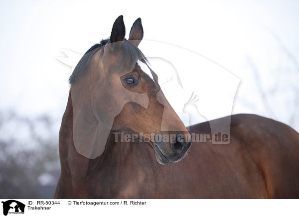 Trakehner / Trakehner / RR-50344