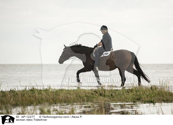 Frau reitet Trakehner / woman rides Trakehner / AP-12277