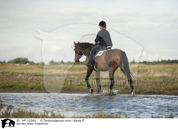 Frau reitet Trakehner / woman rides Trakehner / AP-12284