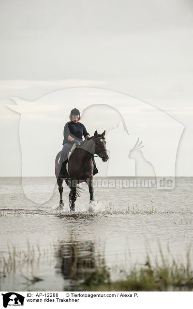 Frau reitet Trakehner / woman rides Trakehner / AP-12288