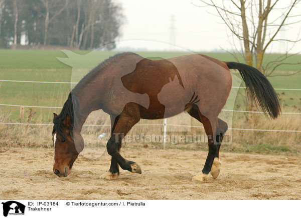 Trakehner / IP-03184