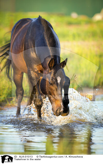 Trakehner im Wasser / Trakehner in the water / ALK-01013