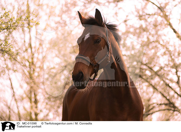 Trakehner Portrait / Trakehner portrait / MC-01096