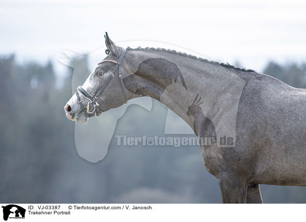 Trakehner Portrait / VJ-03387