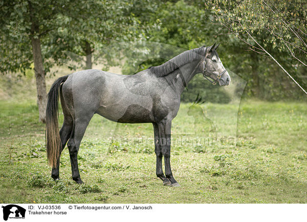 Trakehner / Trakehner horse / VJ-03536