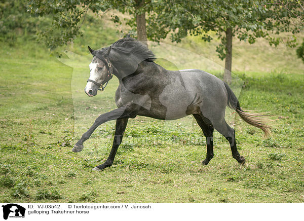 galoppierender Trakehner / galloping Trakehner horse / VJ-03542