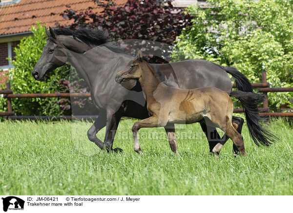 Trakehner Stute mit Fohlen / Trakehner mare with foal / JM-06421