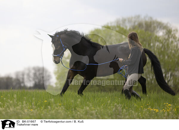 Trakehner mare / BK-01667