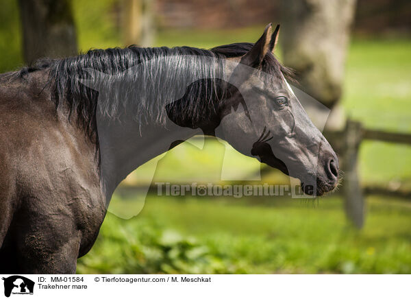 Trakehner Stute / Trakehner mare / MM-01584