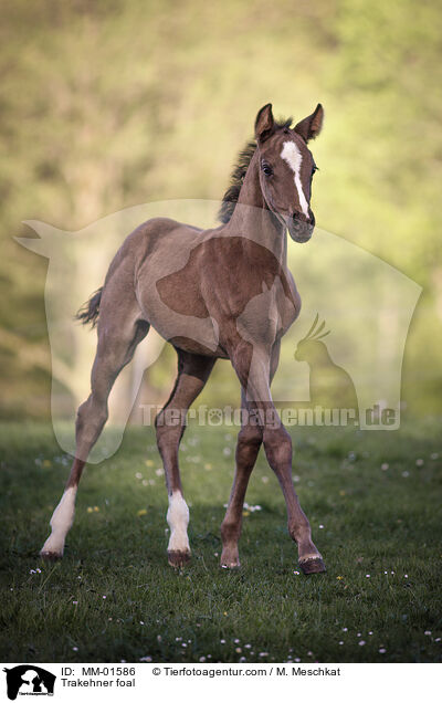 Trakehner Fohlen / Trakehner foal / MM-01586