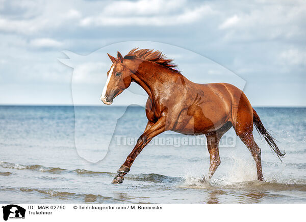 Trakehner / Trakehner / MAB-02790