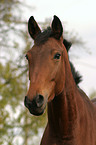 horse portrait