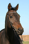 Trakehner Portrait