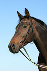 Trakehner Portrait