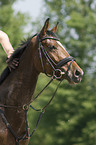 Trakehner horse portrait