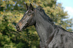 Trakehner Portrait