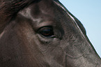 Trakehner eye