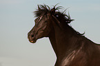 Trakehner Portrait