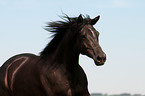 Trakehner Portrait