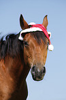 Trakehner with Santa hat