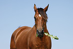 Trakehner Portrait