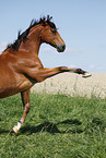 rearing Trakehner