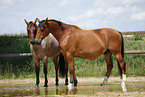 Trakehner and Quarter Horse