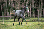 trotting Trakehner