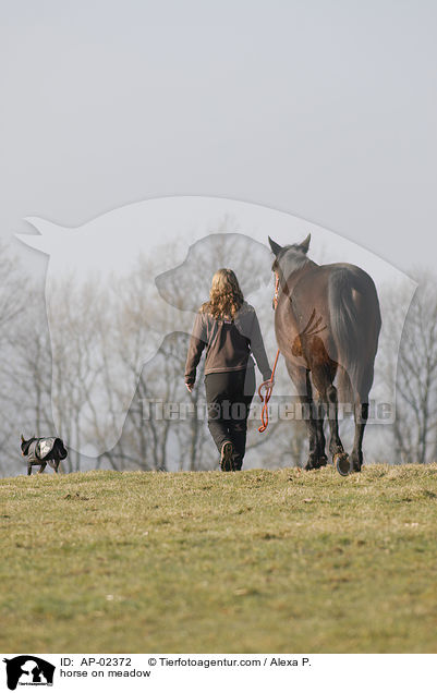 Traber auf der Weide / horse on meadow / AP-02372