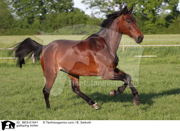 galoppierender Traber / galloping trotter / BES-01641