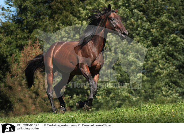 galoppierender Traber / galloping trotter / CDE-01525