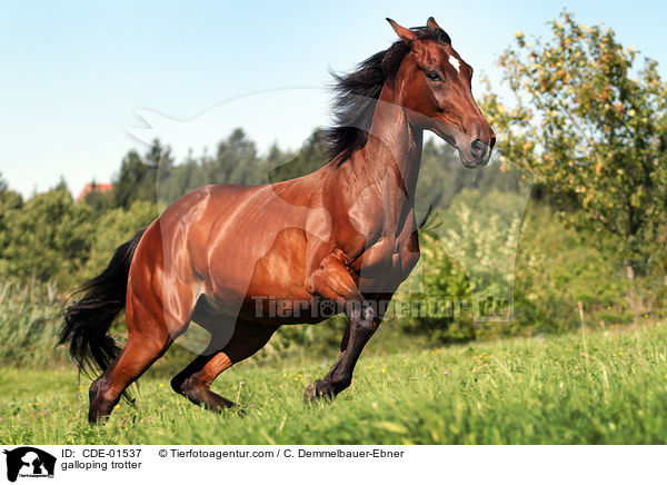 galoppierender Traber / galloping trotter / CDE-01537