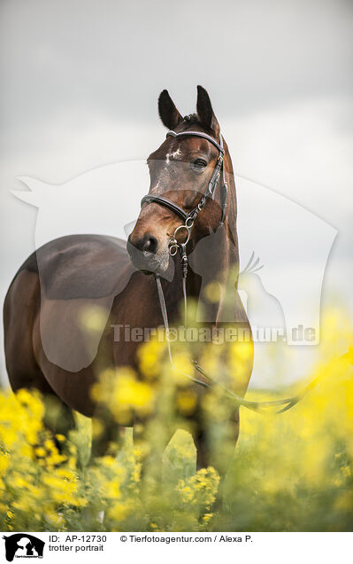 Traber Portrait / trotter portrait / AP-12730