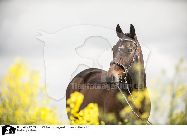 Traber Portrait / trotter portrait / AP-12735