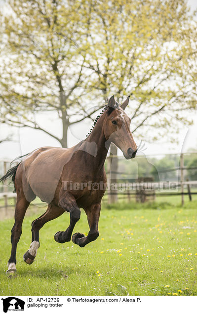 galoppierender Traber / galloping trotter / AP-12739