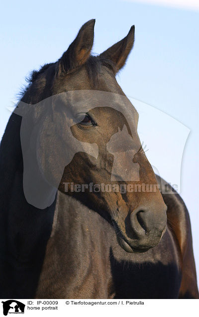 Portrait eines Pferdes / horse portrait / IP-00009
