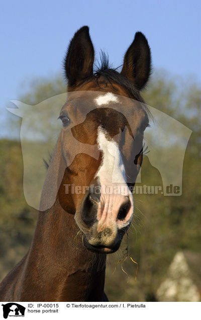 Portrait eines Pferdes / horse portrait / IP-00015