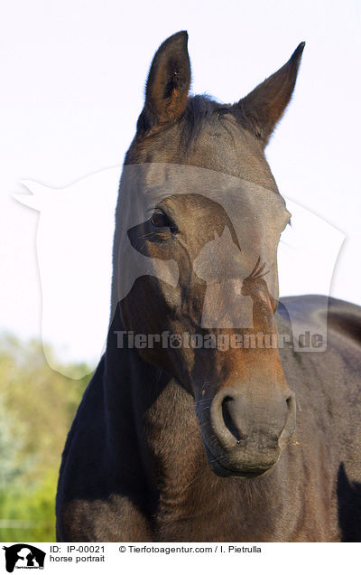 Portrait eines Pferdes / horse portrait / IP-00021