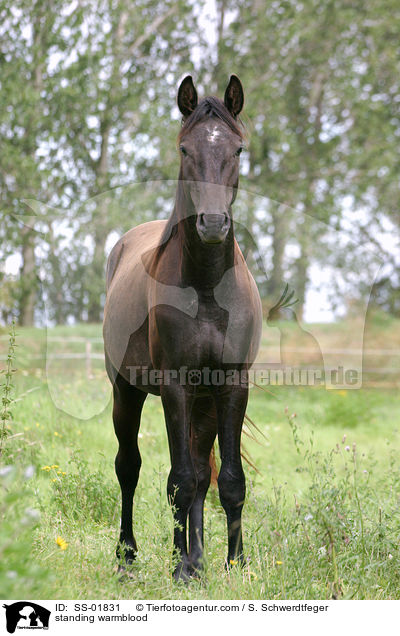 stehendes Edles Deutsches Warmblut / standing warmblood / SS-01831