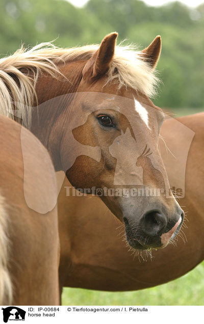 Pferdeportrait / horse head / IP-00684