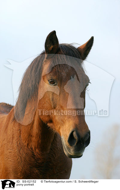 Pony Portrait / pony portrait / SS-02152
