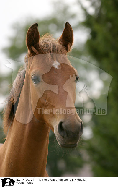 junges Pferd / young horse / IP-00721