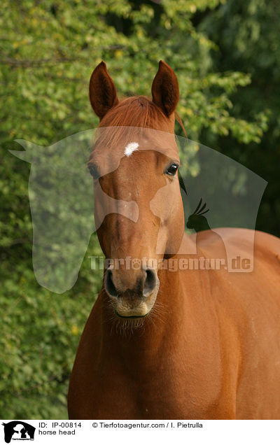 Pferdeportrait / horse head / IP-00814